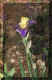 Iris, Jurassic Park.jpg (30127 bytes)